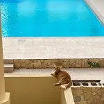 Beautiful Flat With Swimming-pool & Seaview *